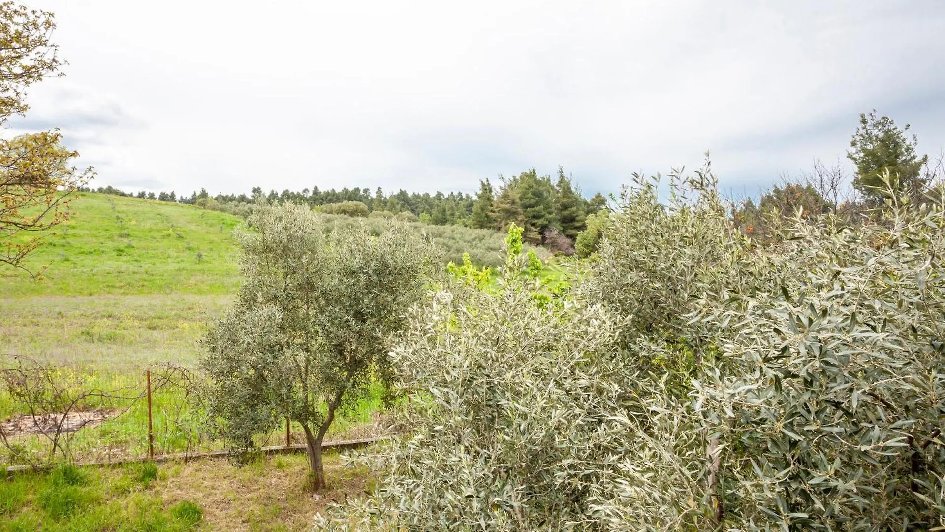 Forest Stone Villa With Pool Kriopigi Grecia